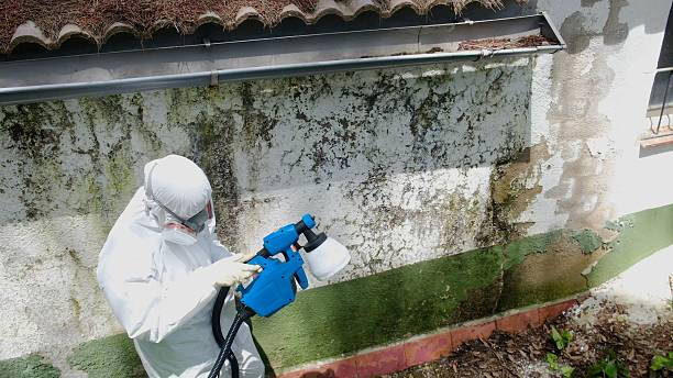 Top rated local Mold Remediation specialists in Catharpin, VA